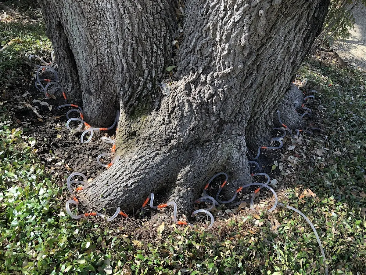 Detailed Tree Cabling and Bracing job site in Dove Creek