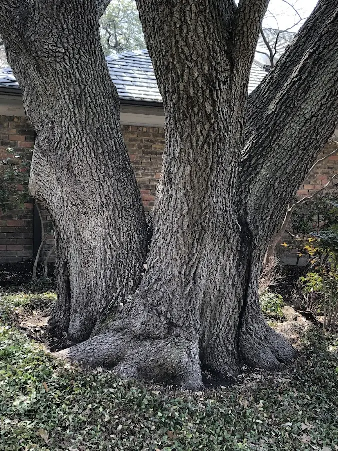 Mature heritage tree close to a Dove Creek property cared for by certified arborists